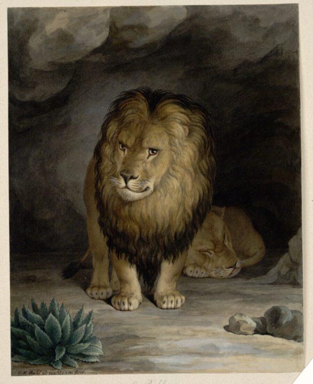 Gemälde von Carl Rahl: Löwenpaar (um 1838). Aus dem Bestand der Albertina Wien. Public Domain
